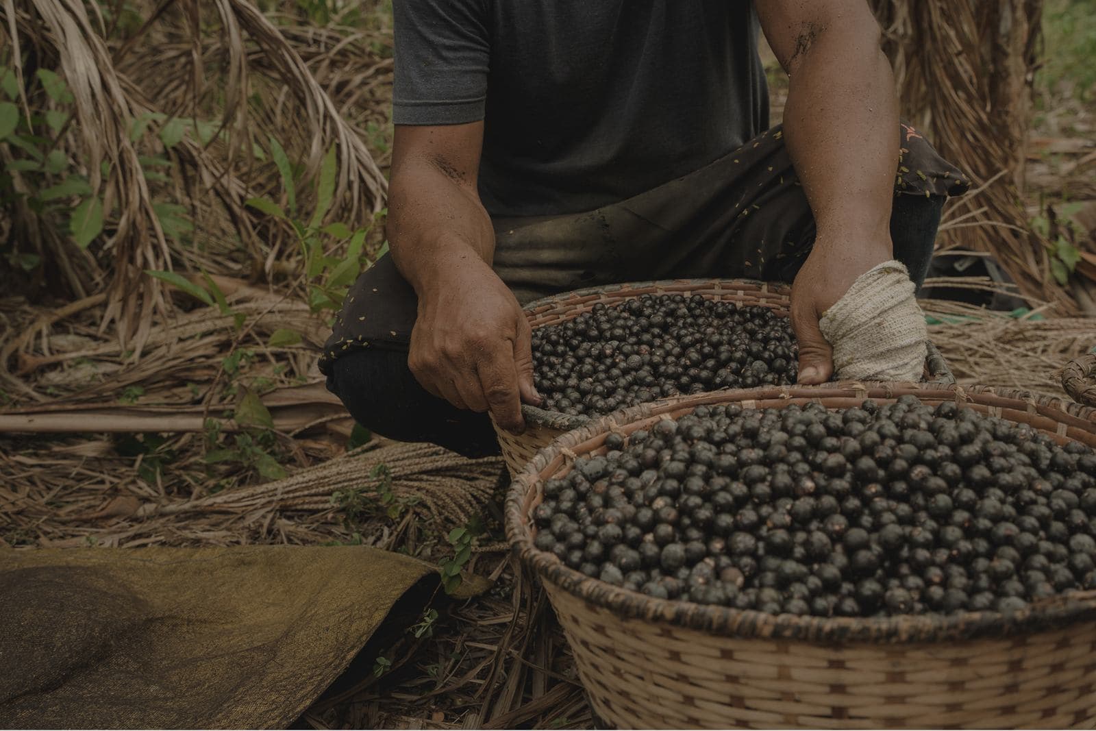 Manos llenando canastos de mimbre con fruto de açaí