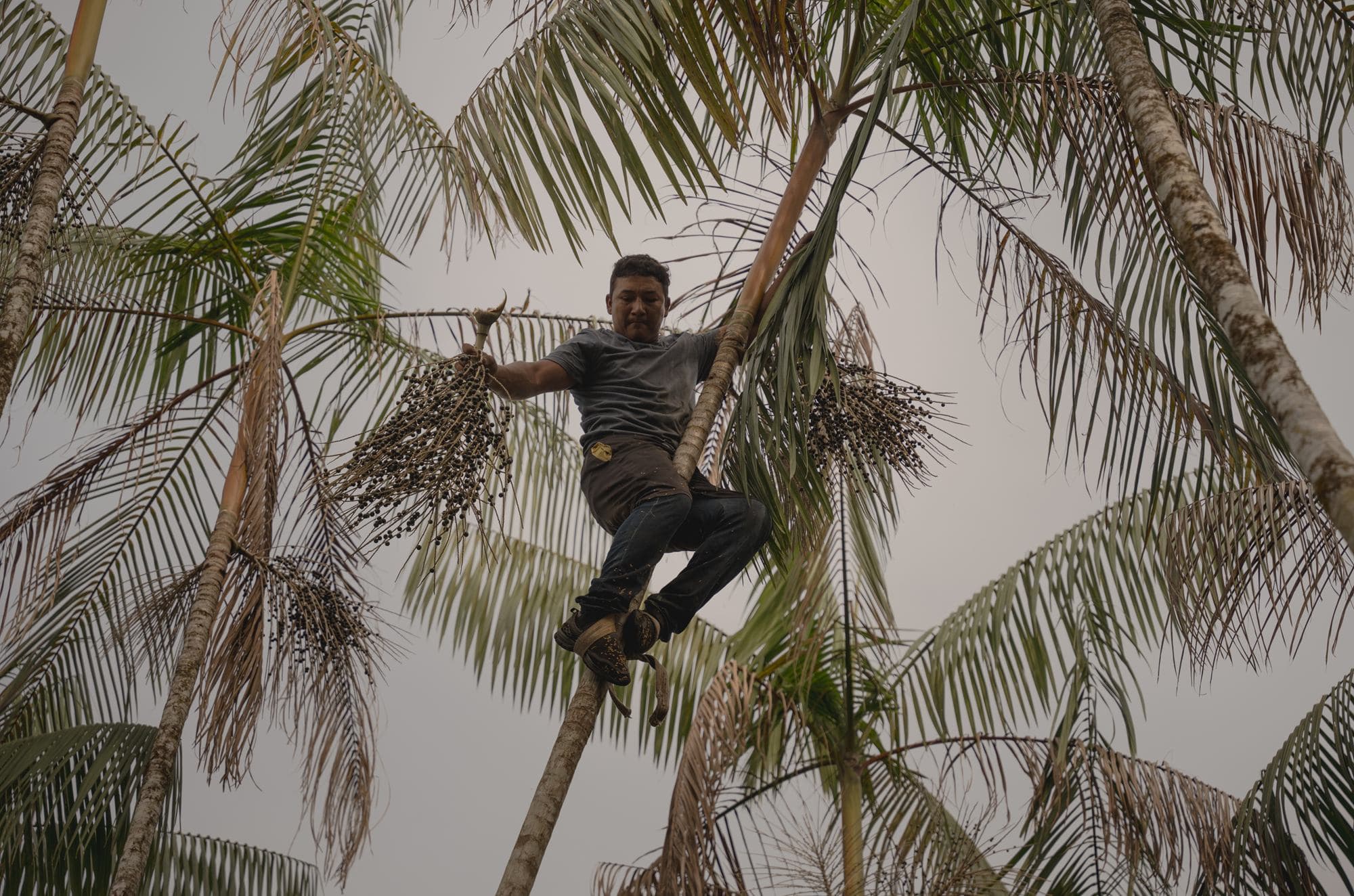 Recolector trepando una palmera de açaí con un racimo en la mano